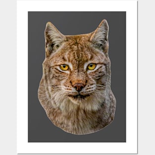 European Lynx Posters and Art